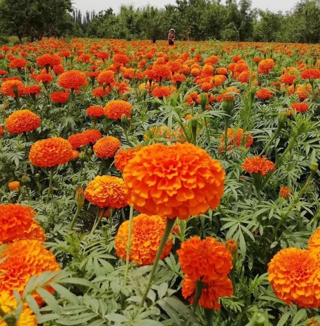 Marigold flower powder